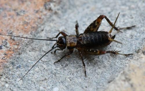 Réf. 283 135 : Nemobius sylvestris sylvestris